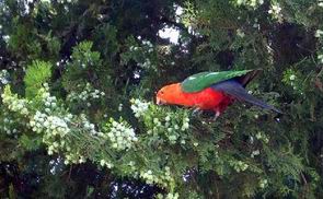 rosella